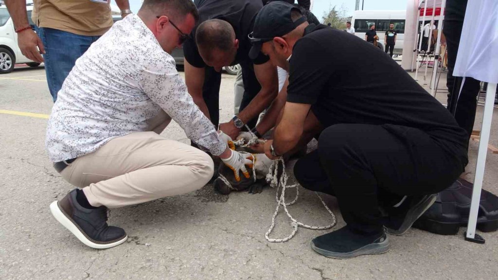 Etkinlikte pitbull dehşeti: Bir kadın yaralandı