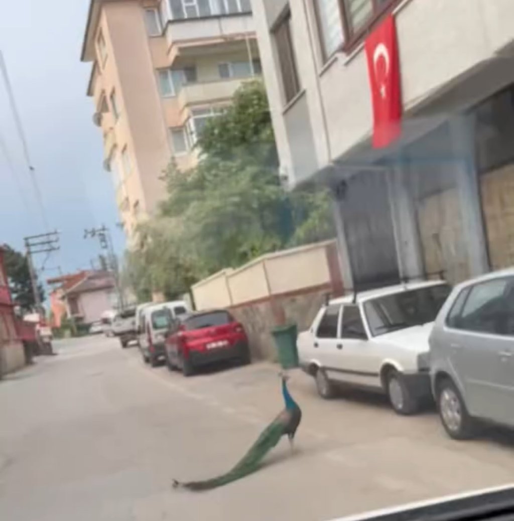 Sokağa çıktı: Trafikte ilginç anlar yaşattı