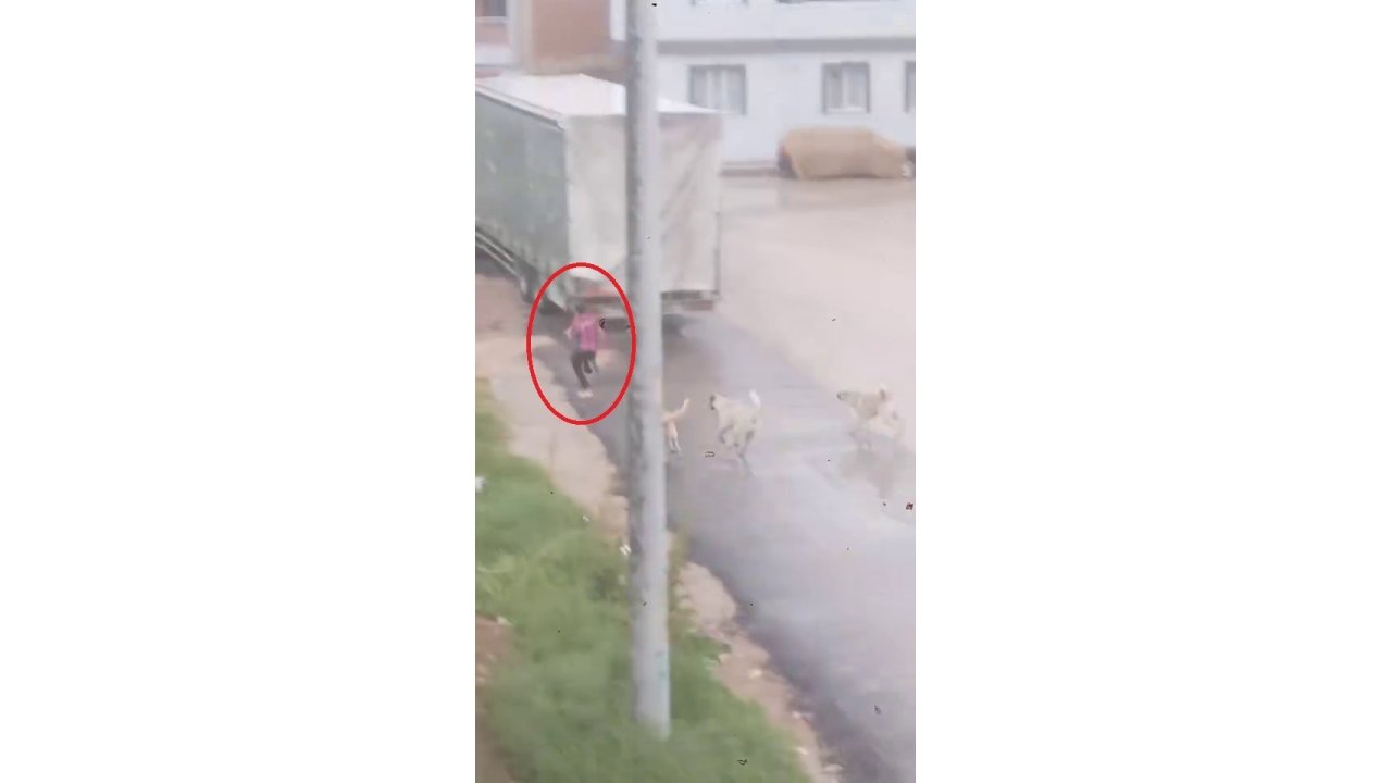 Başıboş köpek sürüsü çocuğu kovaladı: O anlar kamerada