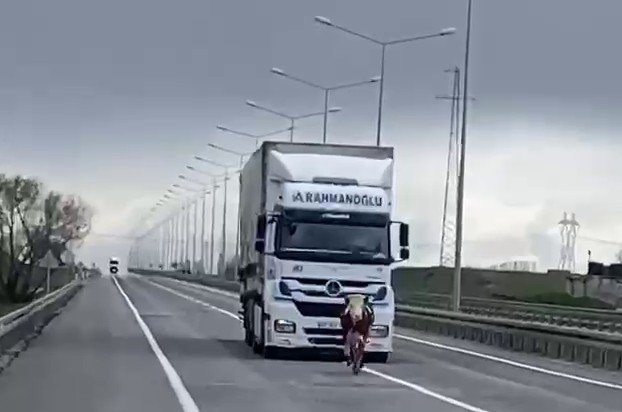Tosun karayoluna çıktı: TIR'cı zor anlar yaşadı