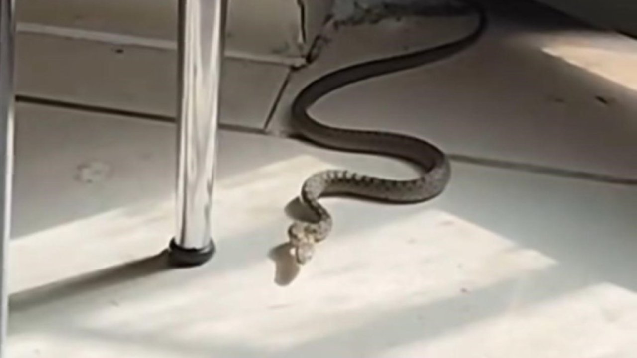 Mutfağa giren yılanı gören kedi zıpladı (TIKLA-İZLE)