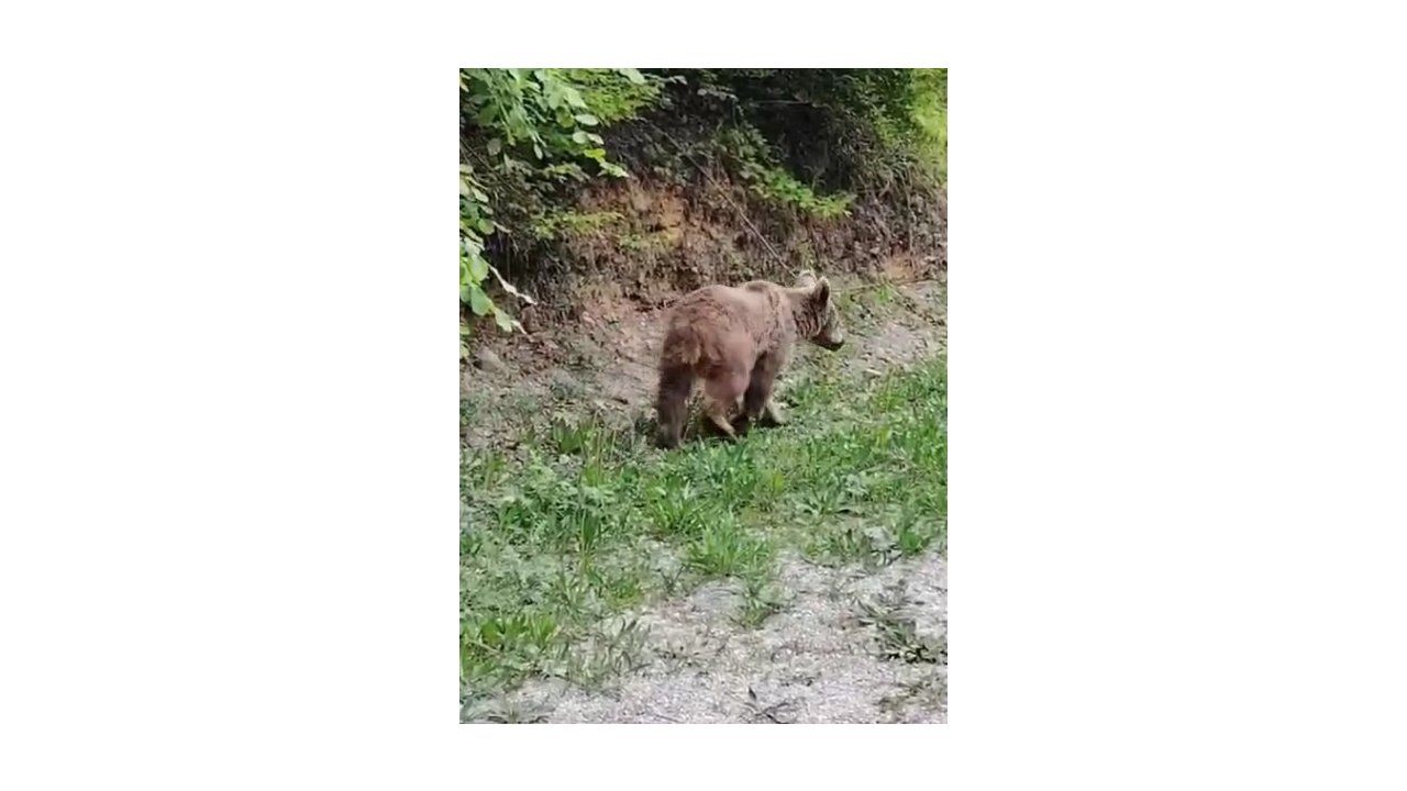 Kastamonu vatandaşların ayıyla gülümseten sohbeti