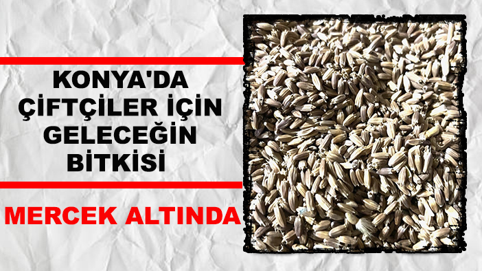 Konya'da çiftçiler için geleceğin bitkisi mercek altında