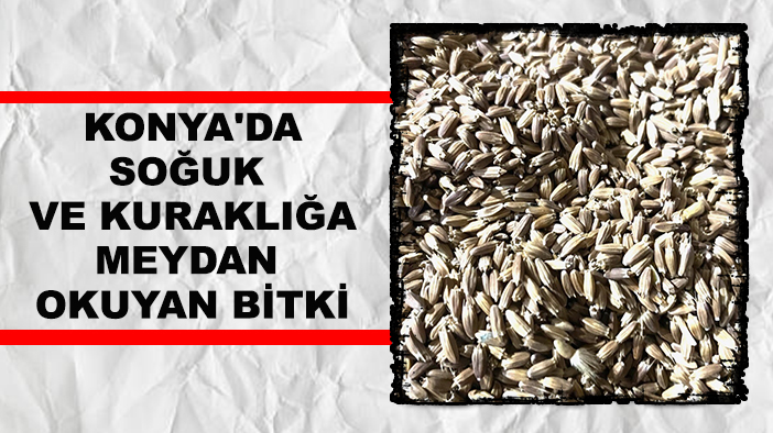 Konya'da soğuk ve kuraklığa meydan okuyan bitki!