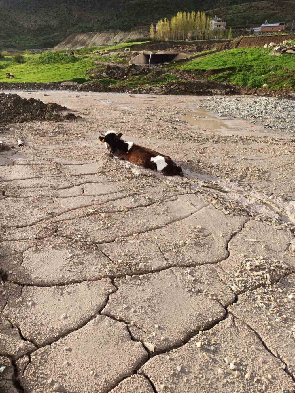 kurbanlık düve beton yığınına, saplandı