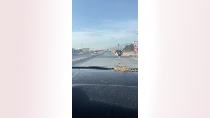 Deve kuşunu trafikte gören vatandaşın şaşkınlık yaşadığı anlar gülümsetti