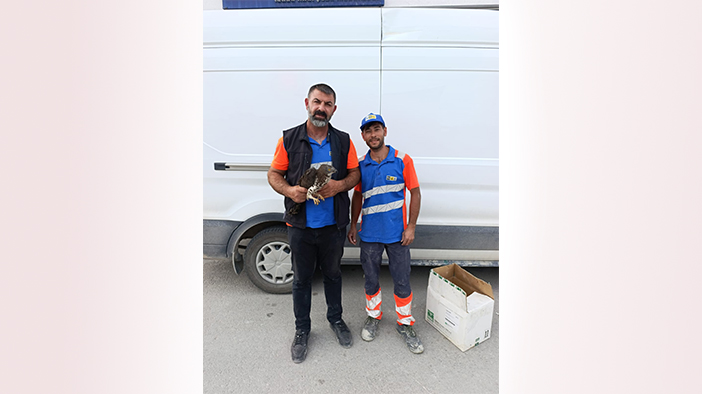Karapınar'da KOSKİ çalışanlarından kızıl şahine şefkat eli