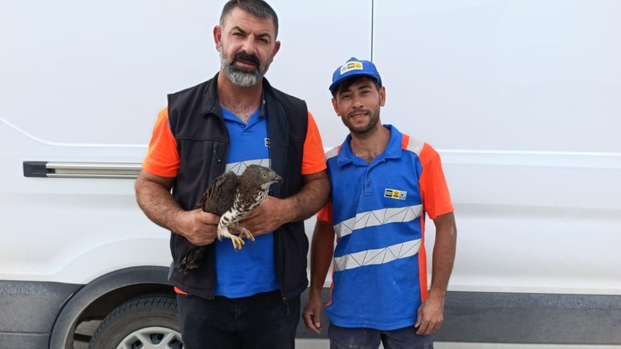 Konya'da yaralı kızıl şahine şefkat eli