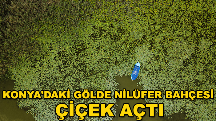 Konya'daki gölde nilüfer bahçesi çiçek açtı