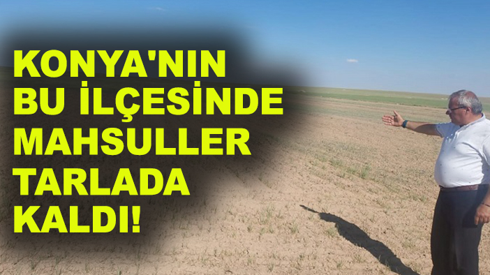 Konya ovası kuruyor: Konya'nın bu ilçesinde mahsuller tarlada kaldı!