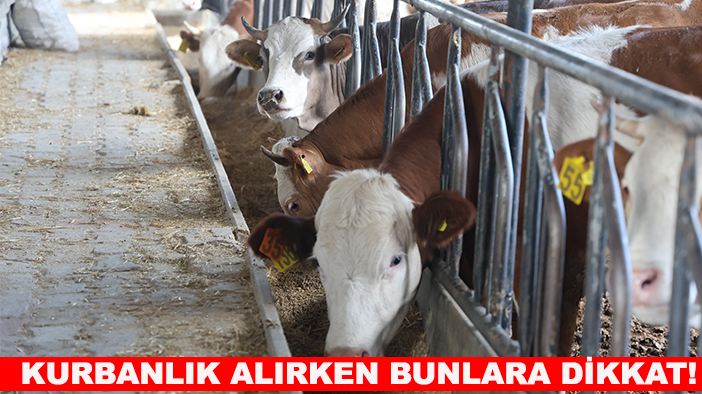 Kurban Bayramı için geri sayım başladı: Kurbanlık alırken bunlara dikkat!