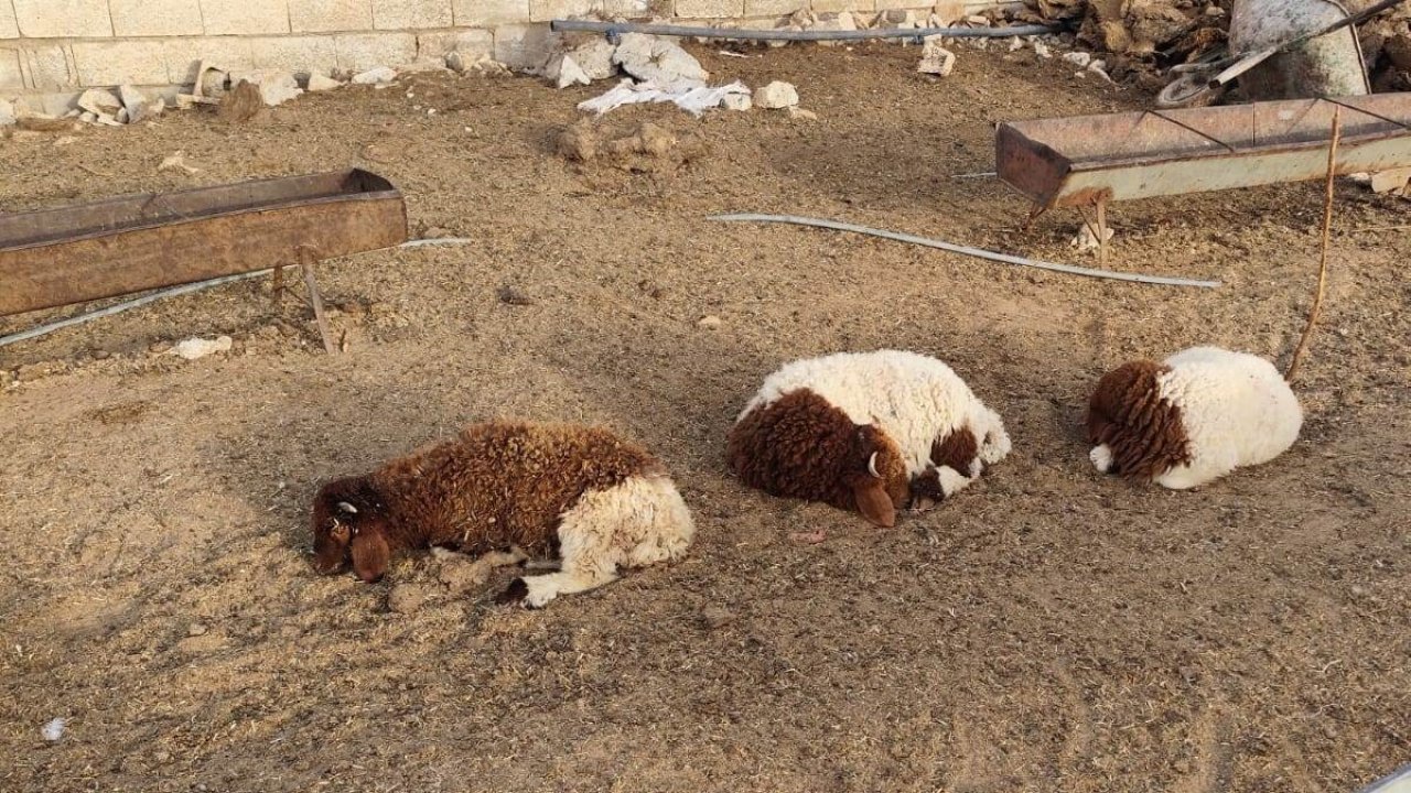 Şanlıurfa’da başıboş sokak köpekleri 33 kuzuyu telef etti