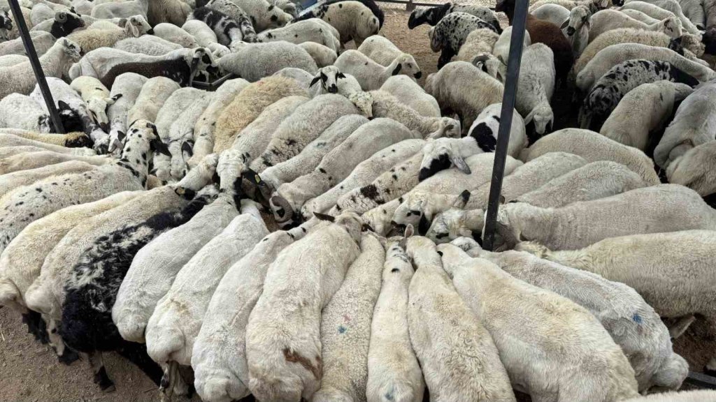 Karnı şiş kurbanlıklara dikkat: Kurbanlık alırken dolandırılabilirsiniz
