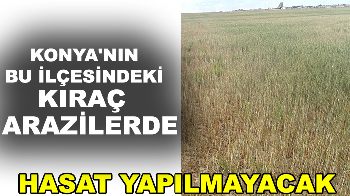 Konya'da kuraklık derinleşiyor! Konya'nın bu ilçesindeki kıraç arazilerde hasat yapılmayacak