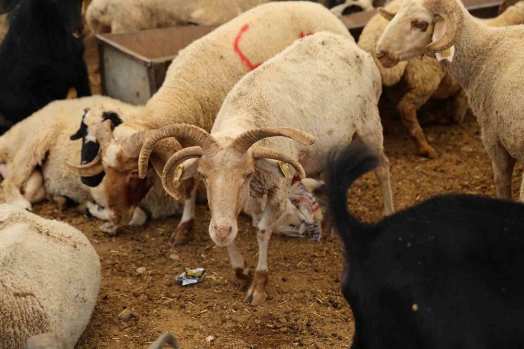 4 boynuzlu koçlar kurban pazarlarının gözdesi oldu