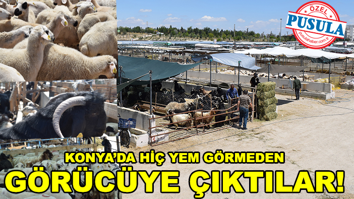 Konya’da hiç yem görmeden görücüye çıktılar! Fiyatlar geçen seneden kuzular bu seneden