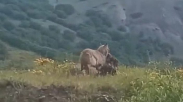 Pülümür ilçe merkezine kadar inen kurt, keçiyi kaptığı gibi götürdü