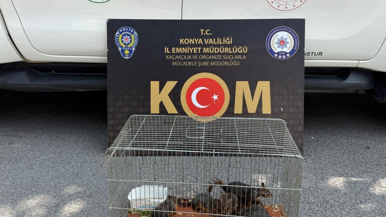 Konya'da sincap satıcısı polisten kaçamadı!