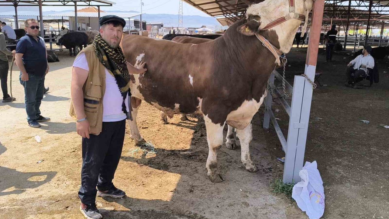 1 tonluk boğa satıldı: İşte fiyatı