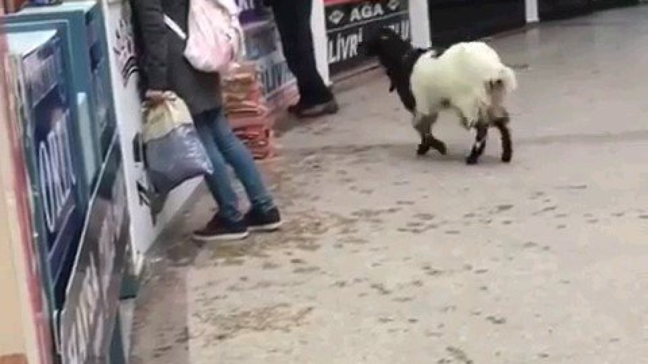 Kurban Bayramı’nda otogara giren inatçı keçi çekmeceden paraları alıp gitti
