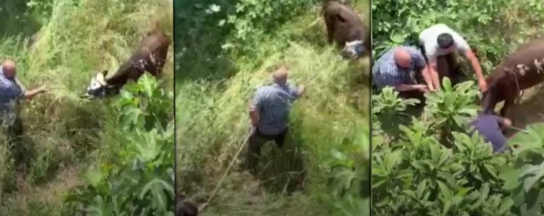 Kaçan danayı sopayla vurarak sakinleştirmeye çalıştı (VİDEOLU)