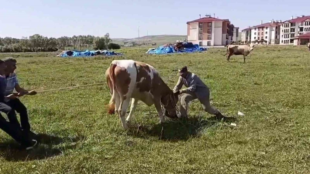 Kurbanlık, sahibine ter attırdı