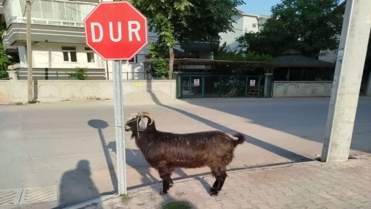 Firari keçiler zor bulundu