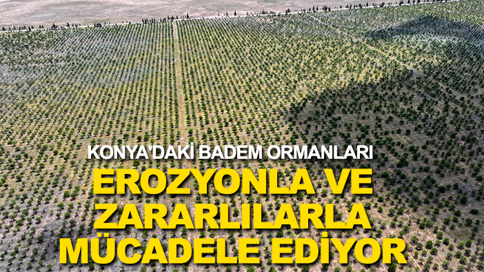 Konya'daki badem ormanları erozyonla ve zararlılarla mücadele ediyor