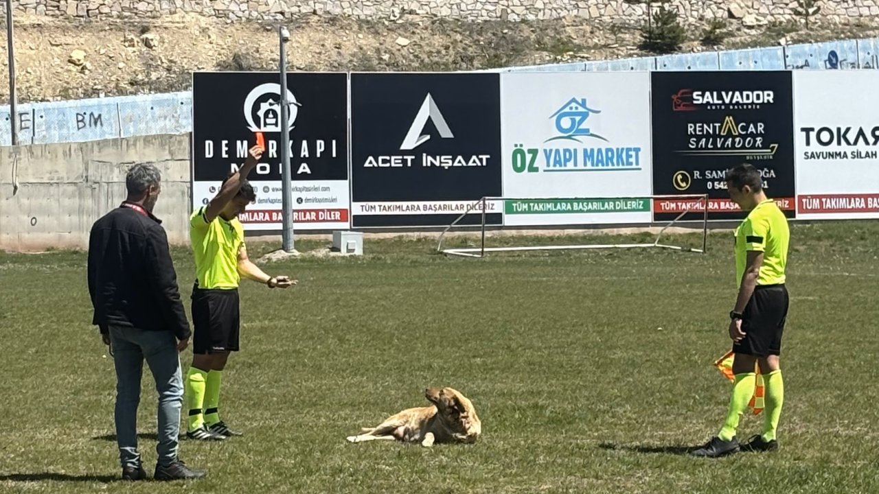 Konya'da köpeğe kırmızı kart gösteren hakem o anları anlattı: Benim için ölümsüzleşecek bir anı