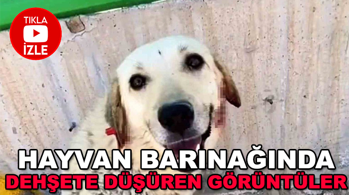 Hayvan barınağında dehşete düşüren görüntüler