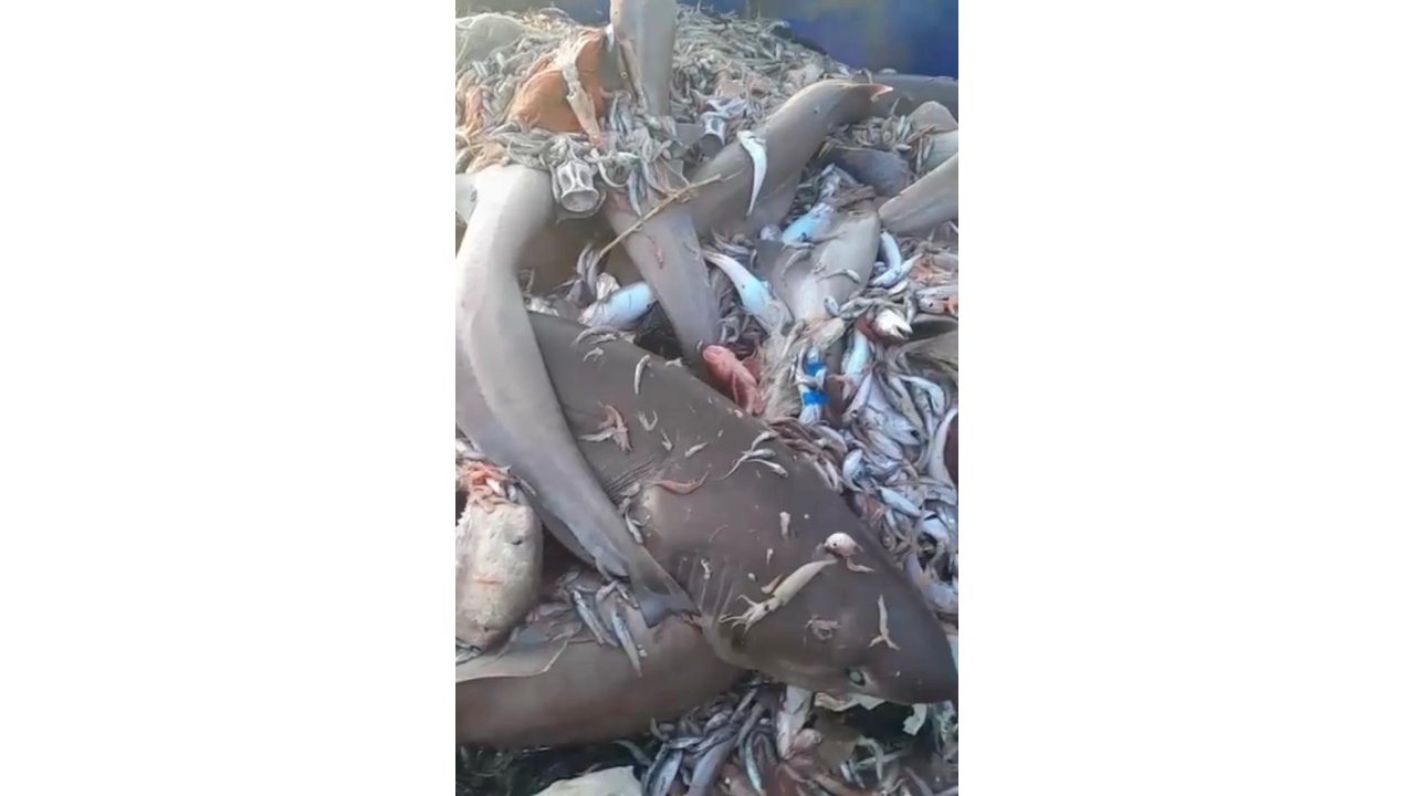 Mersin'de 8 köpekbalığı ağlara takıldı