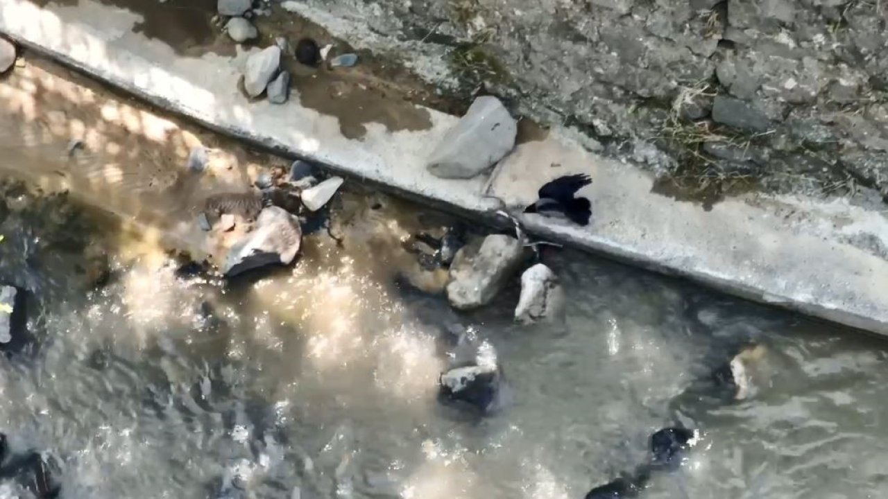 Karganın yılanla mücadelesi