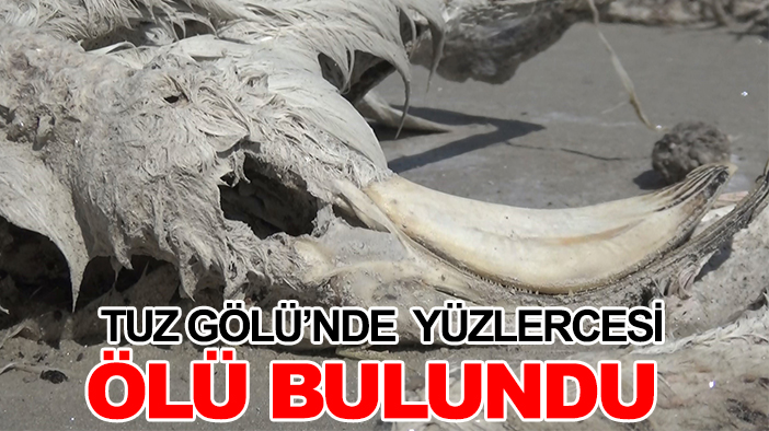 Tuz Gölü’nde yüzlercesi ölü bulundu