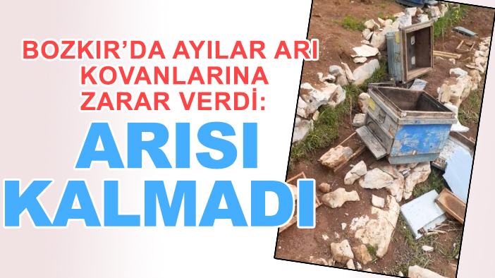 Bozkır’da ayılar arı kovanlarına zarar verdi: Arısı kalmadı