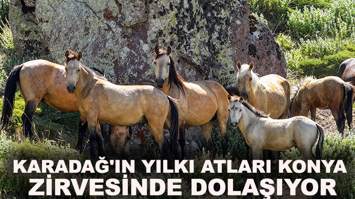 Karadağ'ın yılkı atları Konya zirvesinde dolaşıyor