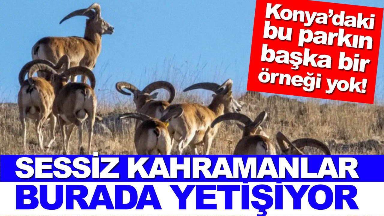Konya’daki bu parkın başka örneği yok! Sessiz kahramanlar burada yetişiyor