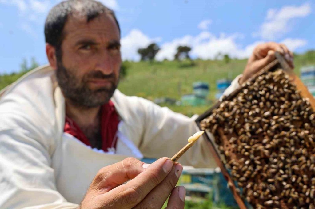 Kilosu 45 bin liradan alıcı buluyor: Faydası say say bitmiyor