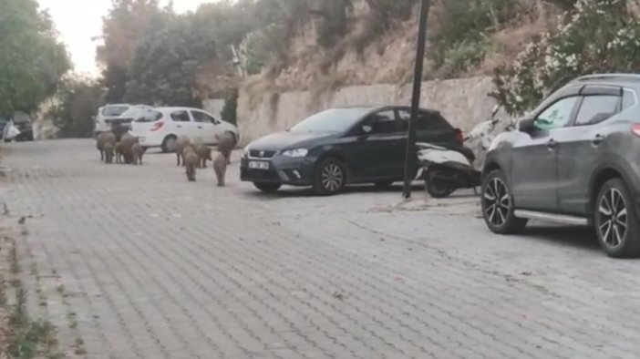 Kuşadası sokaklarında domuz istilası