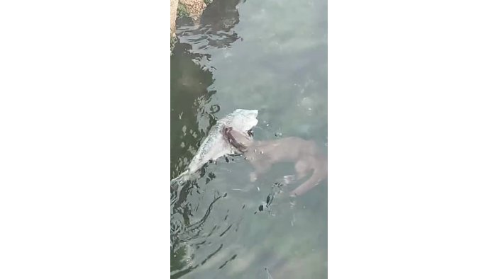 Marmara’da nadir görülen su samurları, Tekirdağ kıyılarında görüntülendi