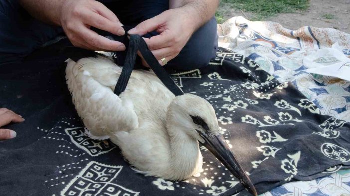 'Yaren Leylek'in yavruları, uydudan takip edilecek