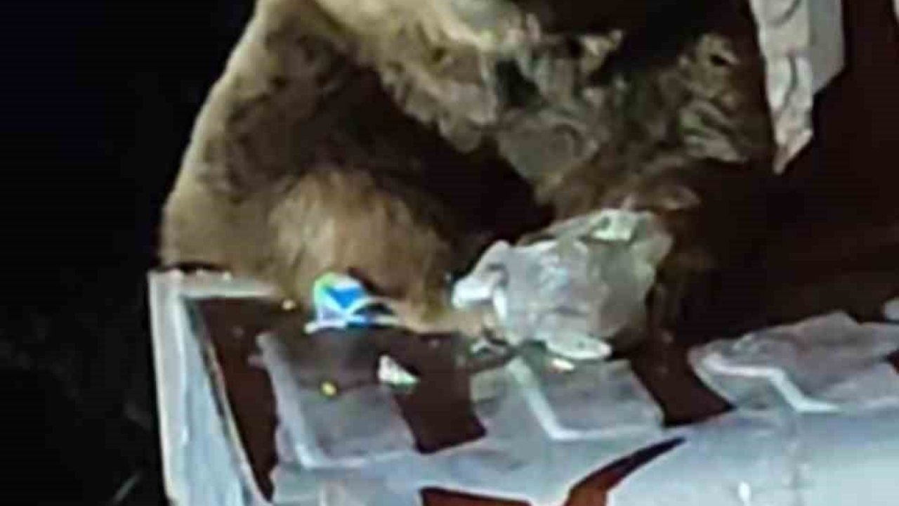 Uludağ’da aç kalan ayı çöplere dadandı