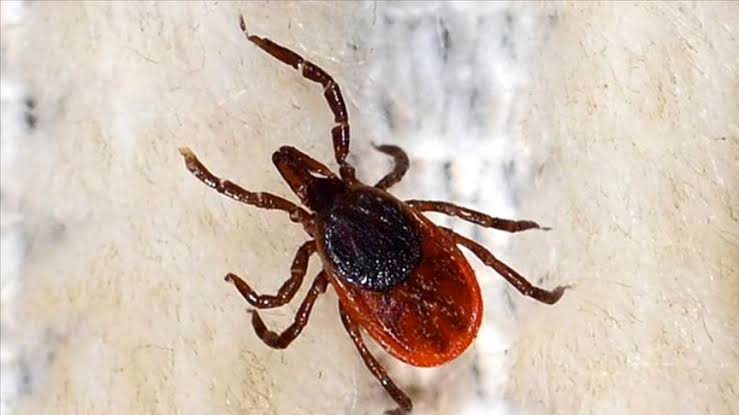 Keneden ölenlerin sayısı artıyor