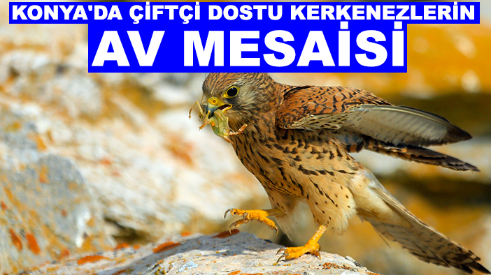 Konya'da çiftçi dostu kerkenezlerin "av mesaisi"