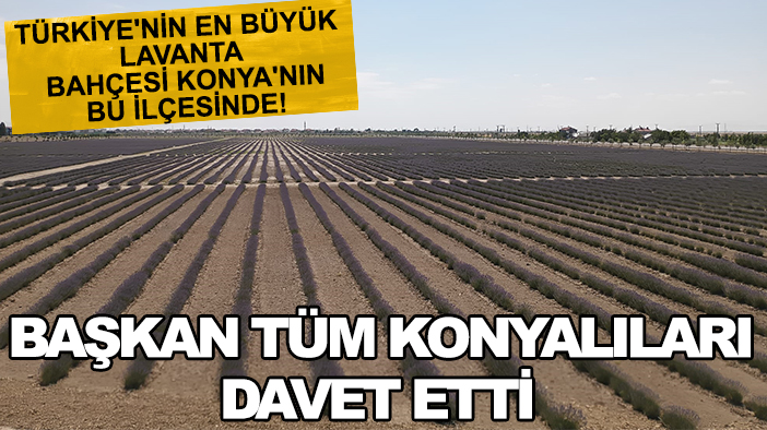 Türkiye'nin en büyük lavanta bahçesi Konya'nın bu ilçesinde! Başkan tüm Konyalıları davet etti