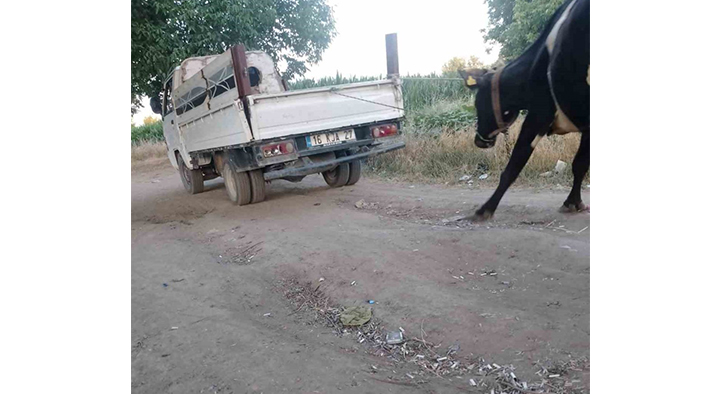 Böyle vicdansızlık görülmedi! Arabaya bağladığı büyükbaşı böyle sürükledi (TIKLA&İZLE)