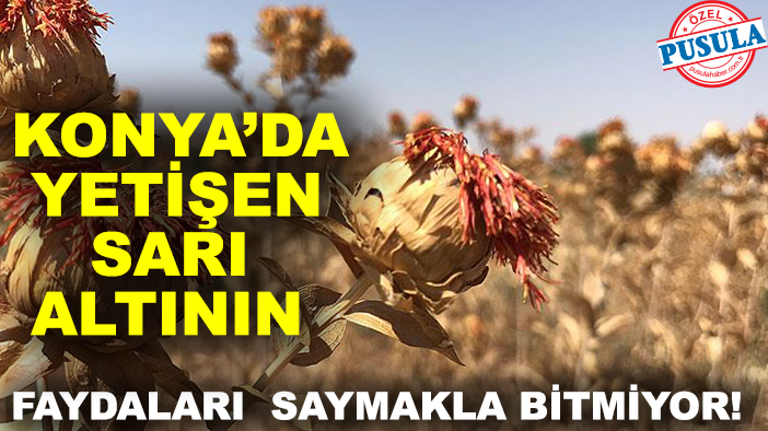Konya’da yetişen sarı altının faydaları saymakla bitmiyor!