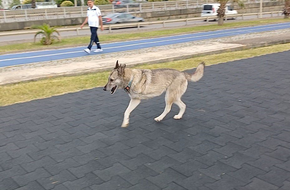 Üç ayaklı köpek yaşama tutundu