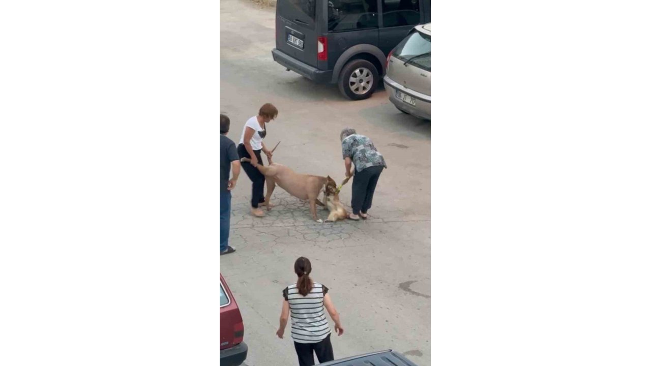 Ağızlıksız dolaştırılan pitbull, hem köpeğe hem de kendi sahibine saldırdı