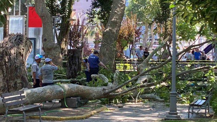 Dev çınar ağacından kopan parça can aldı