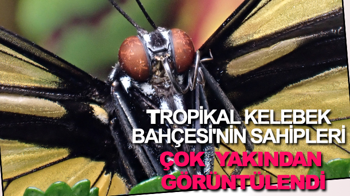 Tropikal Kelebek Bahçesi'nin sahipleri çok  yakından görüntülendi